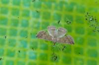 Polypogon plumigeralis