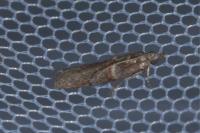Acrobasis obliqua