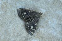Anania stachydalis