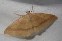 Rhodostrophia calabra