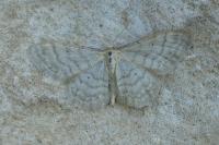 Idaea fuscovenosa