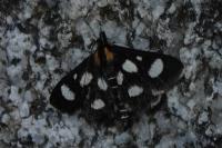 Anania funebris