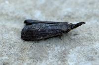 Hypochalcia ahenella
