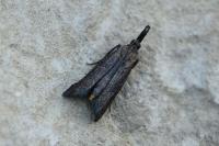 Hypochalcia ahenella