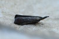 Hypochalcia ahenella