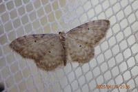 Idaea fuscovenosa