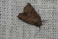 Ipimorpha retusa