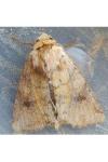 Atypha pulmonaris