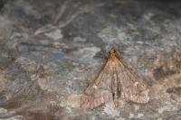 Dolicharthria aetnaealis