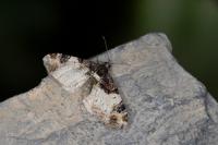 Catarhoe cuculata