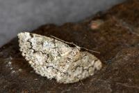 Cleorodes lichenaria