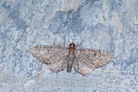 Eupithecia alliaria