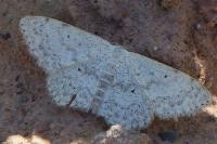 Scopula marginepunctata