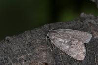 Bryonycta pineti