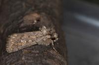 Dichagyris forcipula