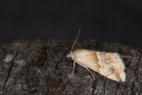 Eublemma parva