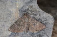 Heterophysa dumetorum