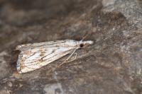 Catoptria falsella