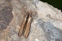 Cucullia lychnitis