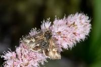 Actinotia radiosa