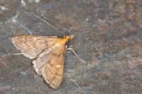 Dolicharthria aetnaealis