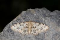 Idaea contiguaria