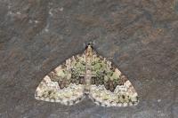 Colostygia olivata
