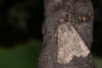 Dichagyris forcipula