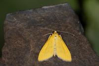 Mecyna lutealis