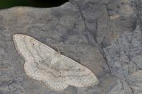 Scopula incanata