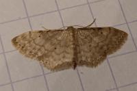 Idaea fuscovenosa