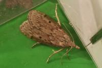 Aphomia sociella
