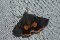 Noctua janthina