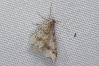 Macaria alternata