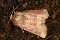Oligia fasciuncula