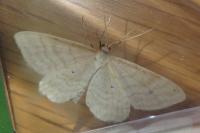 Idaea macilentaria