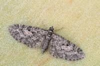 Eupithecia lariciata