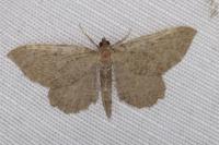 Philereme vetulata