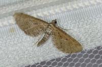 Eupithecia scopariata