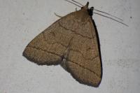 Herminia tarsipennalis