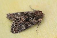 Mniotype adusta