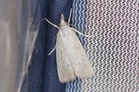 Calamotropha paludella