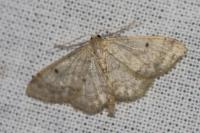 Idaea biselata