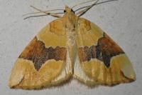 Cidaria fulvata