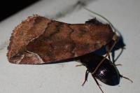 Cosmia pyralina