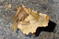Selenia lunularia
