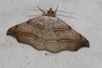 Laspeyria flexula