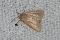 Mythimna pudorina
