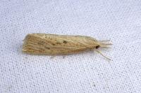 Chilo suppressalis