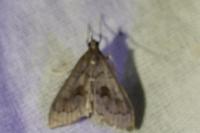 Mecyna asinalis